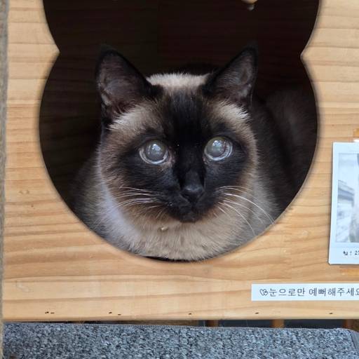 샴 샴 샴 이미지 2