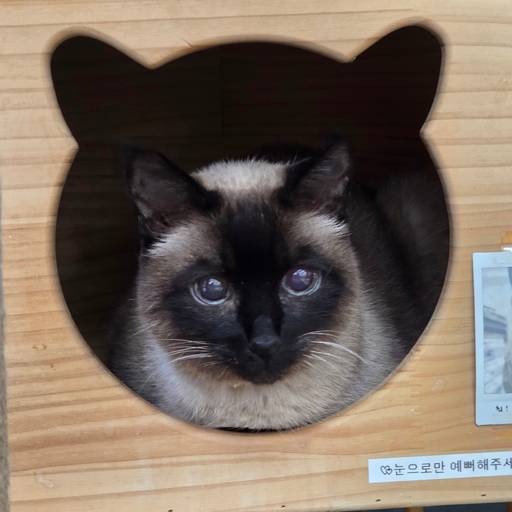 샴 샴 샴 이미지 1