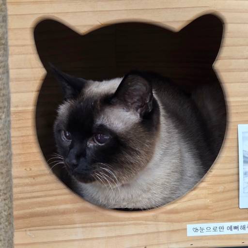 샴 샴 샴 이미지 3
