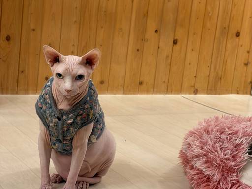 이번에 고양이 카페 갔는데 넘 귀여움 ㅠㅠ #고양이 이미지 1